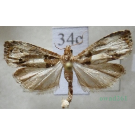 Notocelia roborana (Denis & Schiffermüller, 1775) Czech34c